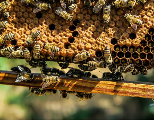 Abejas sobre un cuadro de panal con miel operculada